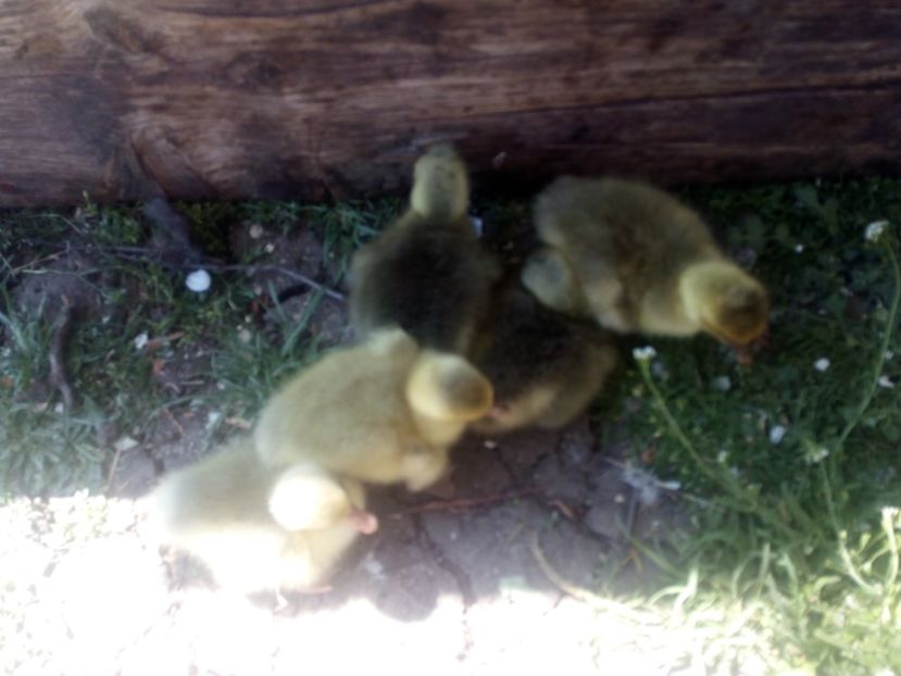  - Boboci de gasca 2018