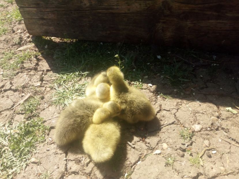  - Boboci de gasca 2018