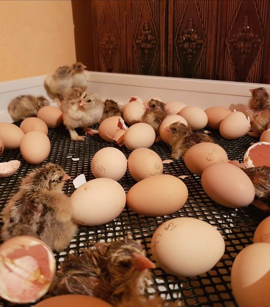 Ultima serie de pufosi - a__Pui si tineret brahma 2018