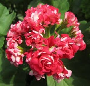 Red Rambler - Muscatele mele