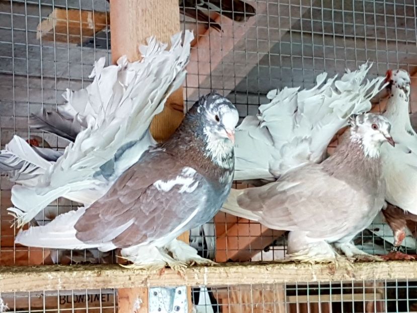  - VOLTATI INDIENI PENTRU 2023