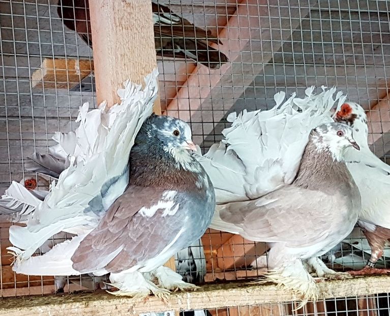  - VOLTATI INDIENI PENTRU 2023