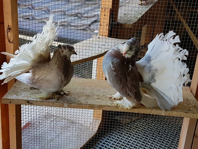  - VOLTATI INDIENI PENTRU 2023