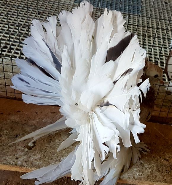  - VOLTATI INDIENI PENTRU 2023