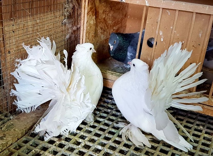  - VOLTATI INDIENI PENTRU 2023