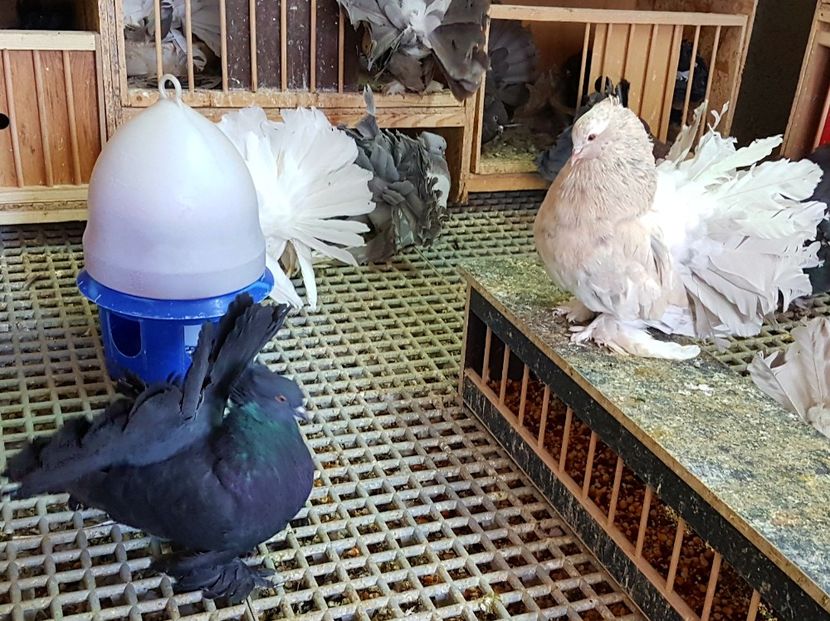  - VOLTATI INDIENI PENTRU 2023