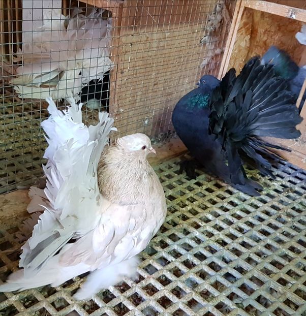  - VOLTATI INDIENI PENTRU 2023