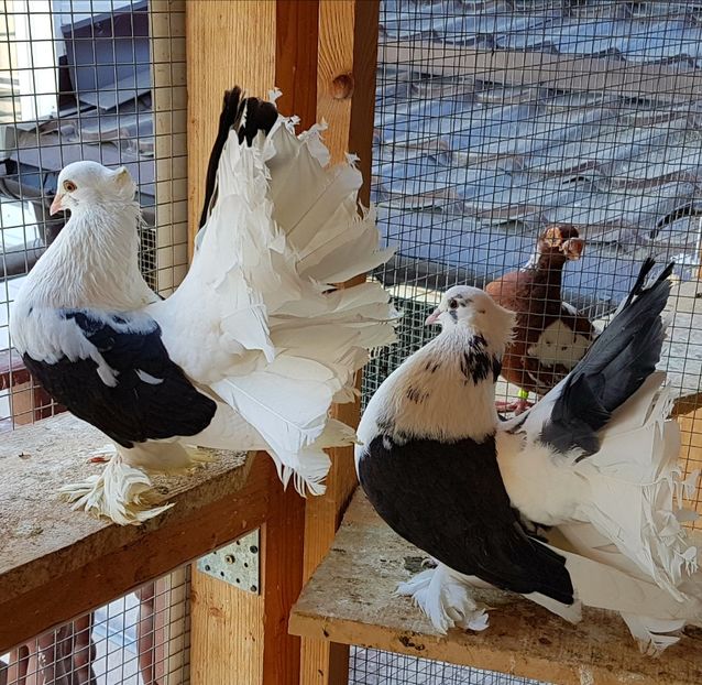  - VOLTATI INDIENI PENTRU 2023