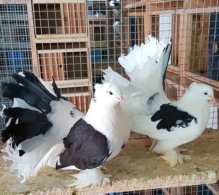  - VOLTATI INDIENI PENTRU 2023