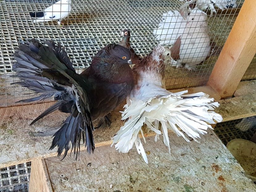  - VOLTATI INDIENI PENTRU 2023