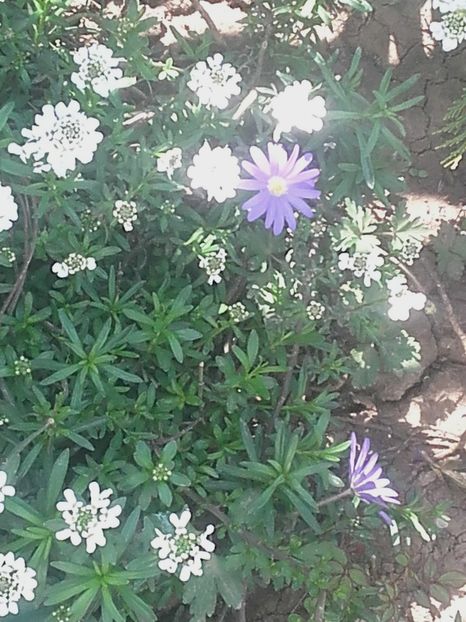  - Gradina-2018