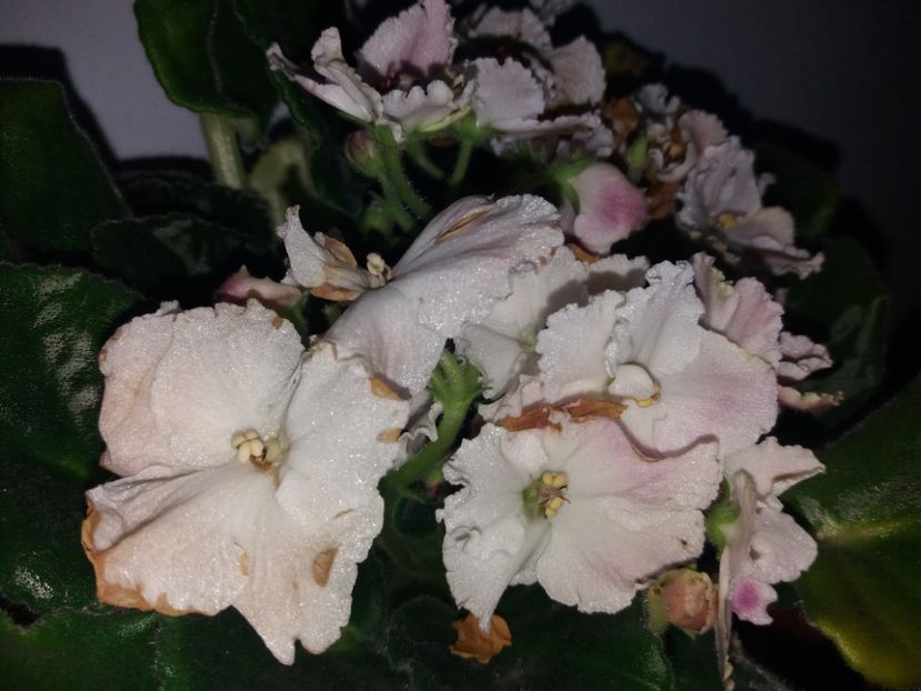  - Florile mele aprilie 2018
