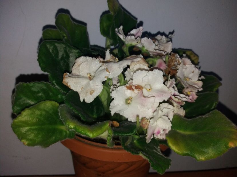  - Florile mele aprilie 2018