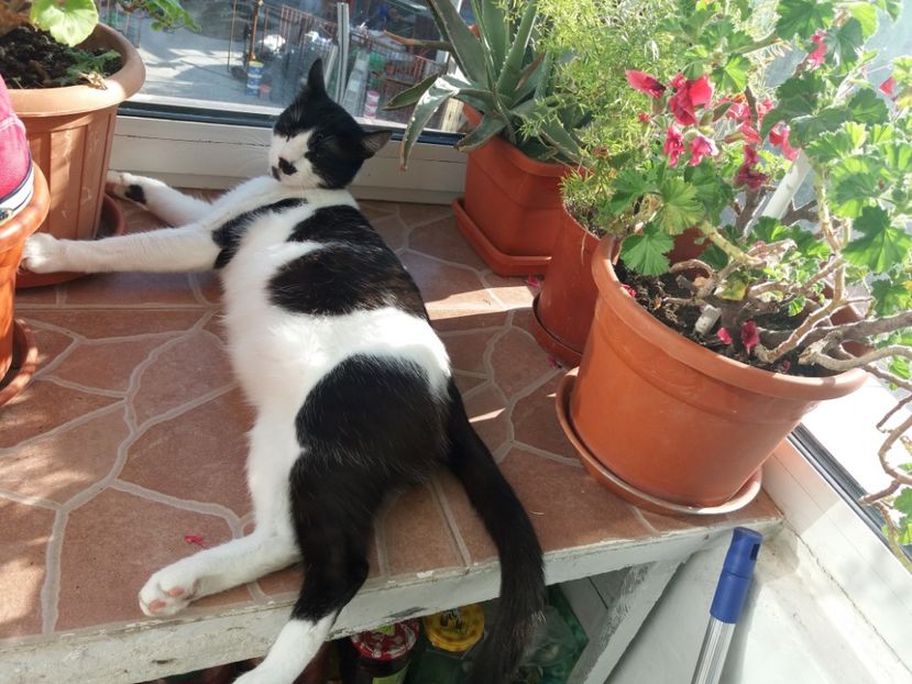  - Duracel în aprilie 2018