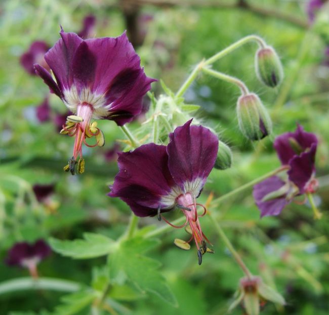 Geranium phaeum - Aprilie 2018 -3