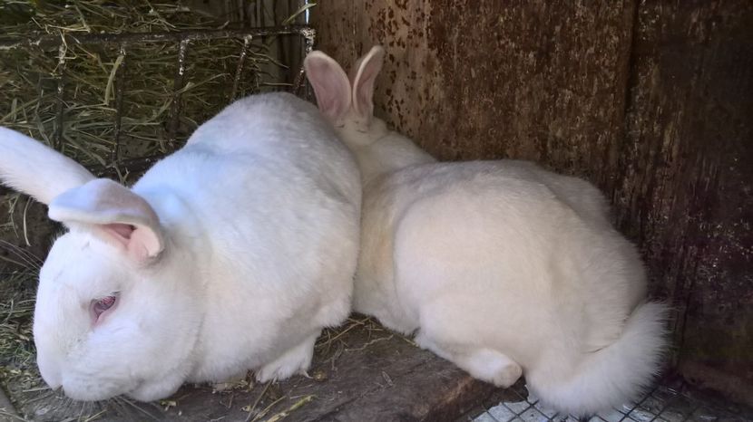 20.04.2018. - a3-hycole alba