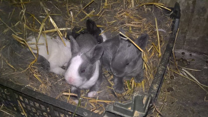  - a3 -femela hycole negru