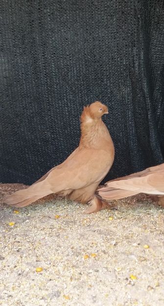  - JDB-unicolori GALBENI