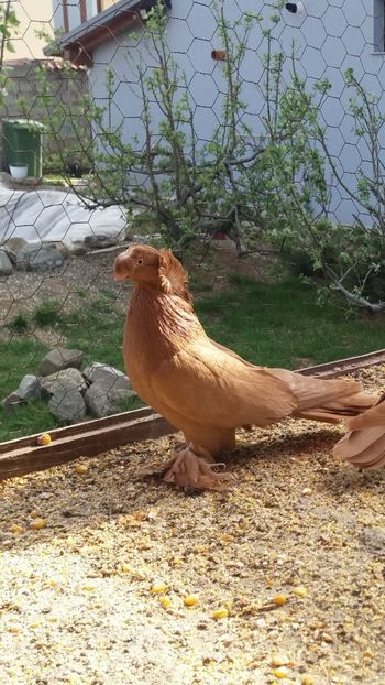 Mascul 2017 - JDB-unicolori GALBENI