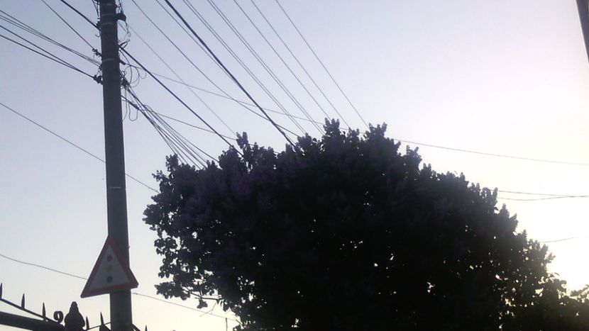 Parfumata - Flori de PRIMAVARA-VARA -2018