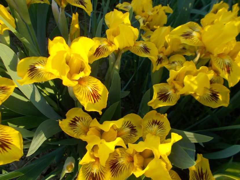  - Irisi-2018 Pumila si Barbata Nana