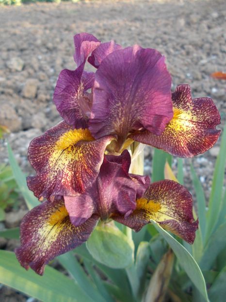  - Irisi-2018 Pumila si Barbata Nana