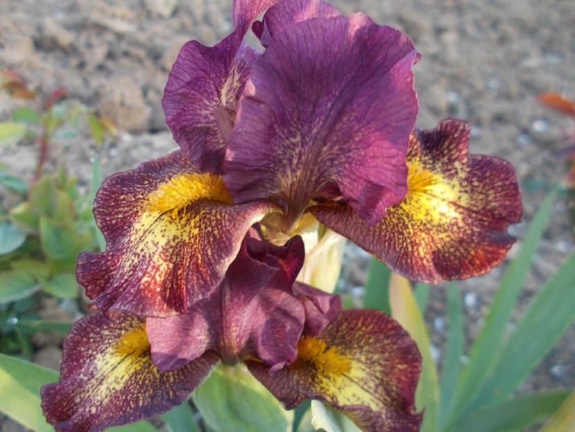  - Irisi-2018 Pumila si Barbata Nana