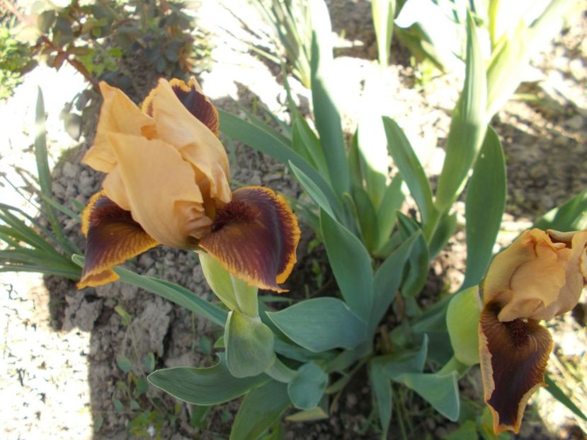  - Irisi-2018 Pumila si Barbata Nana