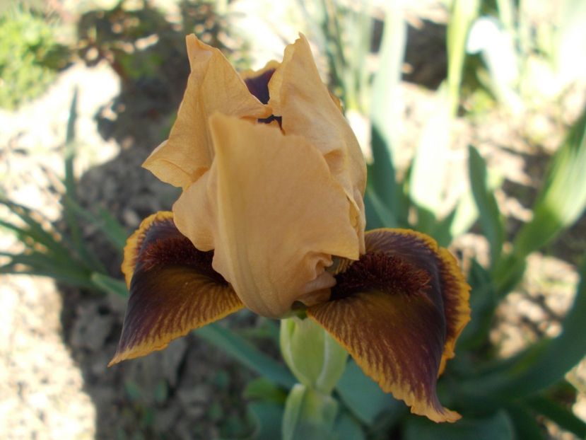  - Irisi-2018 Pumila si Barbata Nana