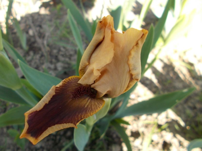  - Irisi-2018 Pumila si Barbata Nana