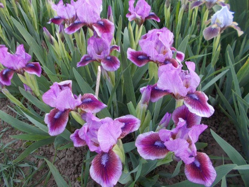  - Irisi-2018 Pumila si Barbata Nana