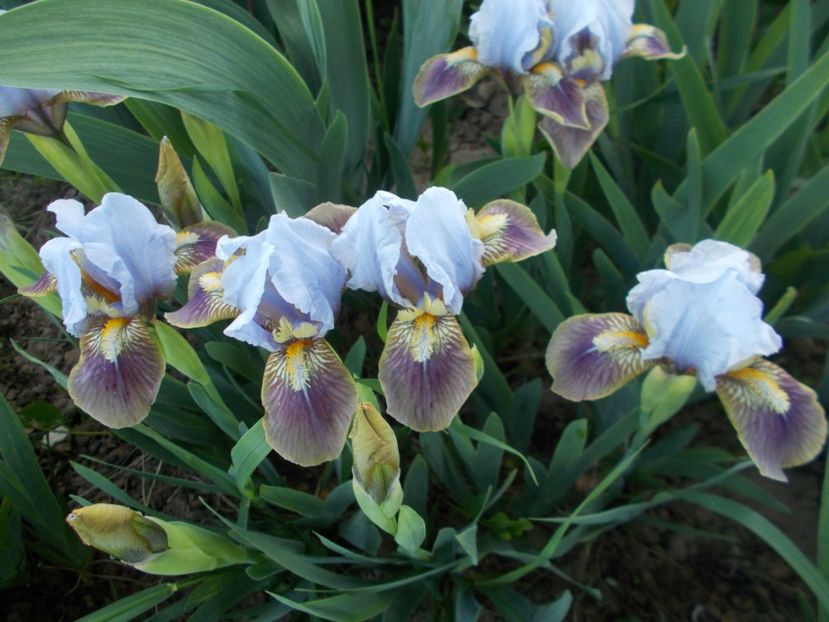  - Irisi-2018 Pumila si Barbata Nana