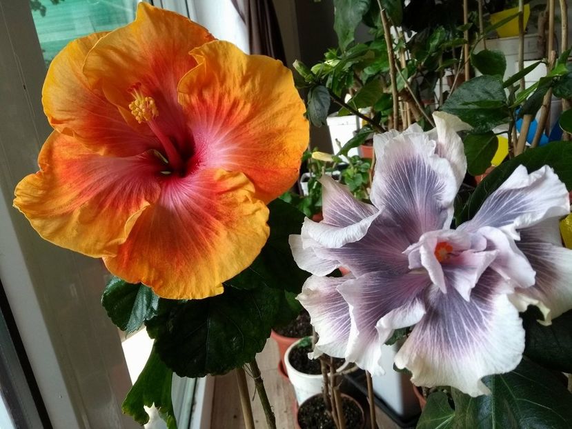 30825121_1922303667843072_1322879169_o - 03Hibiscus