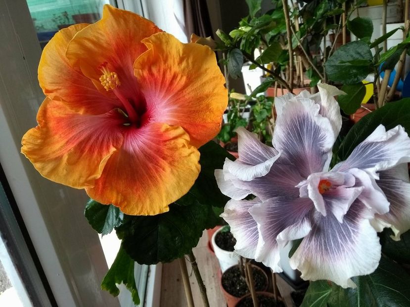 30550955_1922303761176396_1138260450_o - 03Hibiscus