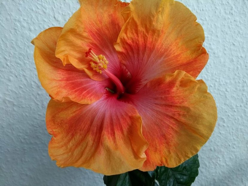 30550928_1922304094509696_923268207_o - Taiwan Amanda