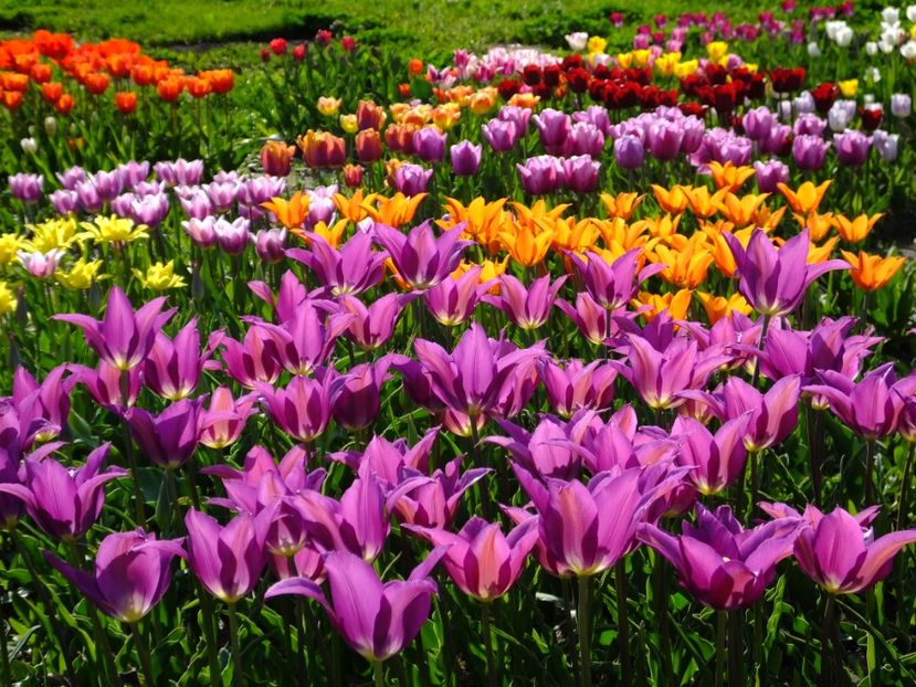 14.04.2018 - 2018_02_Lalele_I