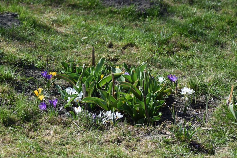  - Primavara lui 2018 in gradina mea