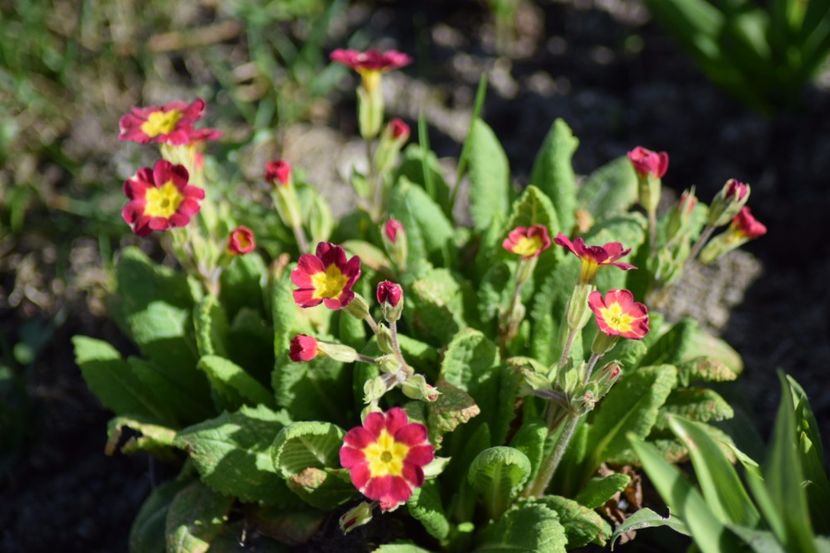  - Primavara lui 2018 in gradina mea