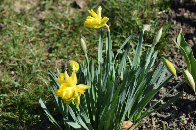  - Primavara lui 2018 in gradina mea