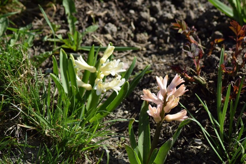  - Primavara lui 2018 in gradina mea