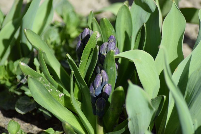  - Primavara lui 2018 in gradina mea