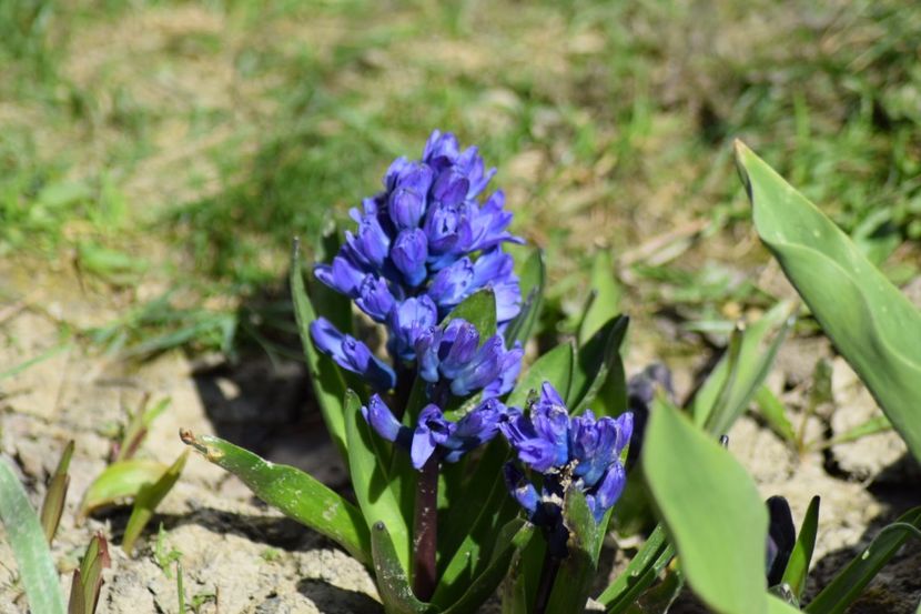  - Primavara lui 2018 in gradina mea