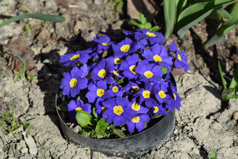  - Primavara lui 2018 in gradina mea