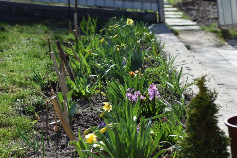  - Primavara lui 2018 in gradina mea