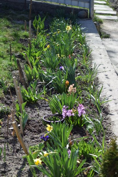  - Primavara lui 2018 in gradina mea
