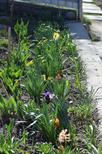 - Primavara lui 2018 in gradina mea