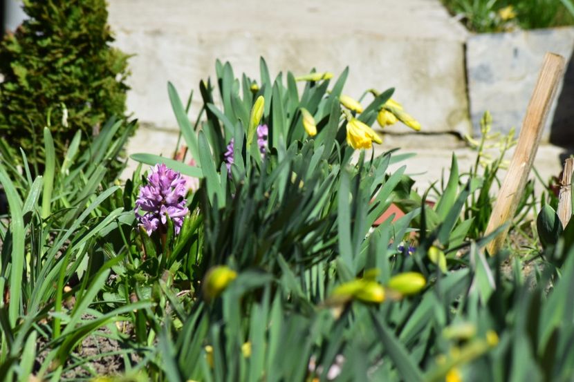  - Primavara lui 2018 in gradina mea