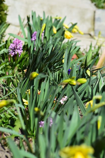  - Primavara lui 2018 in gradina mea