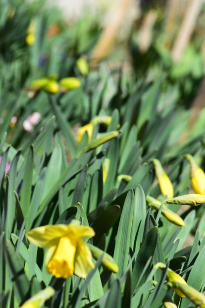  - Primavara lui 2018 in gradina mea