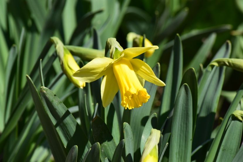  - Primavara lui 2018 in gradina mea